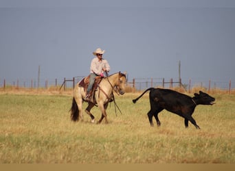 American Paint Horse, Caballo castrado, 4 años, Champán