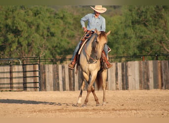 American Paint Horse, Caballo castrado, 4 años, Champán