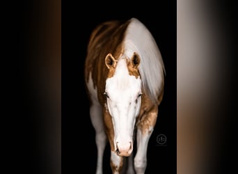 American Paint Horse, Caballo castrado, 4 años, Palomino