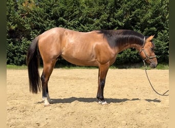 American Paint Horse, Caballo castrado, 4 años, Rabicano