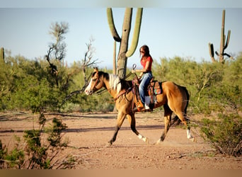 American Paint Horse, Caballo castrado, 4 años, Tobiano-todas las-capas