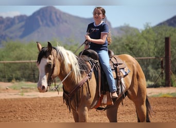 American Paint Horse, Caballo castrado, 4 años, Tobiano-todas las-capas
