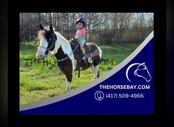 American Paint Horse, Caballo castrado, 5 años, 140 cm, Tobiano-todas las-capas