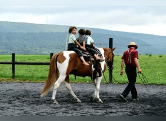 American Paint Horse, Caballo castrado, 5 años, 142 cm, Pío