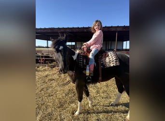 American Paint Horse, Caballo castrado, 5 años, 142 cm, Tobiano-todas las-capas