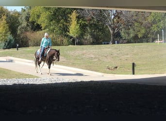 American Paint Horse, Caballo castrado, 5 años, 142 cm, Tobiano-todas las-capas