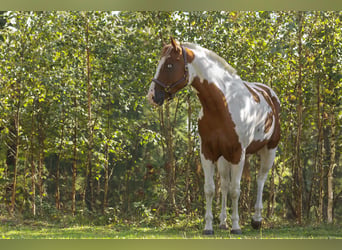 American Paint Horse, Caballo castrado, 5 años, 145 cm, Pío