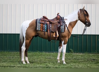 American Paint Horse, Caballo castrado, 5 años, 147 cm, Bayo