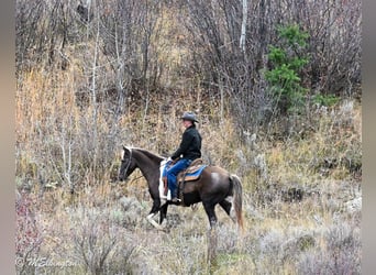 American Paint Horse, Caballo castrado, 5 años, 147 cm, Pío