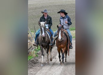 American Paint Horse, Caballo castrado, 5 años, 147 cm, Pío