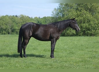 American Paint Horse, Caballo castrado, 5 años, 149 cm, Negro