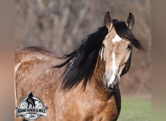 American Paint Horse Mestizo, Caballo castrado, 5 años, 150 cm, Pío