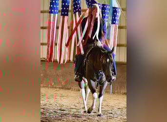 American Paint Horse, Caballo castrado, 5 años, 150 cm, Pío