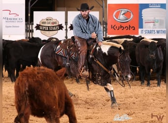 American Paint Horse, Caballo castrado, 5 años, 150 cm, Tobiano-todas las-capas