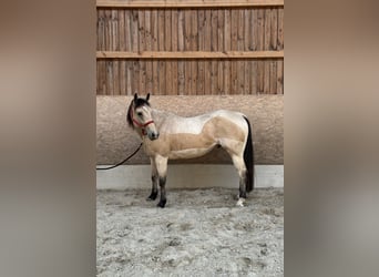 American Paint Horse, Caballo castrado, 5 años, 155 cm, Buckskin/Bayo