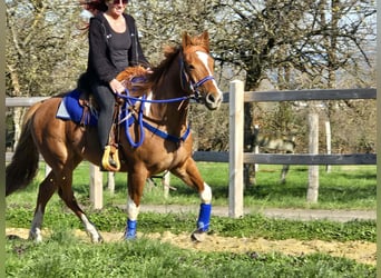 American Paint Horse Mestizo, Caballo castrado, 5 años, 155 cm, Pío