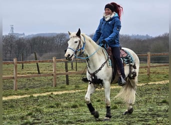 American Paint Horse Mestizo, Caballo castrado, 5 años, 156 cm, Pío
