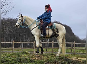 American Paint Horse Mestizo, Caballo castrado, 5 años, 156 cm, Pío