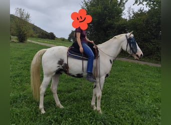 American Paint Horse Mestizo, Caballo castrado, 5 años, 156 cm, Pío