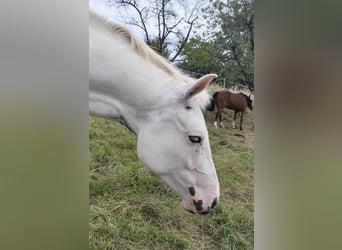 American Paint Horse Mestizo, Caballo castrado, 5 años, 156 cm, Pío