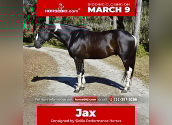 American Paint Horse, Caballo castrado, 5 años, 157 cm, Negro