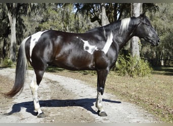 American Paint Horse, Caballo castrado, 5 años, 157 cm, Negro