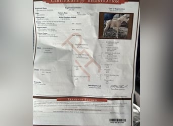 American Paint Horse, Caballo castrado, 5 años, 157 cm, Palomino