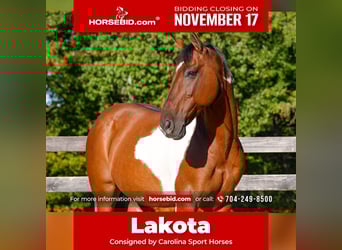 American Paint Horse Mestizo, Caballo castrado, 5 años, 157 cm, Pío