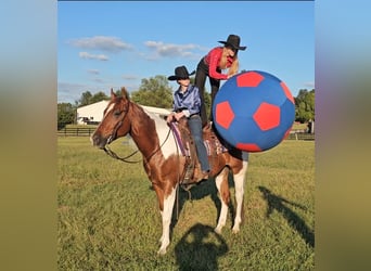 American Paint Horse, Caballo castrado, 5 años, 157 cm, Tobiano-todas las-capas