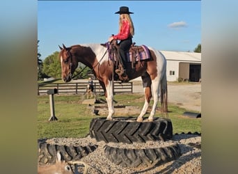 American Paint Horse, Caballo castrado, 5 años, 157 cm, Tobiano-todas las-capas