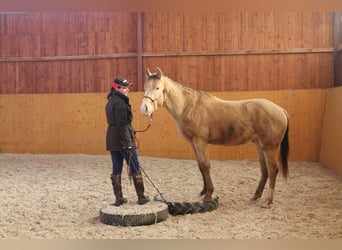 American Paint Horse, Caballo castrado, 5 años, 158 cm, Champán