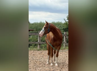 American Paint Horse, Caballo castrado, 5 años, 160 cm, Alazán