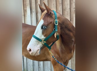 American Paint Horse, Caballo castrado, 5 años, 160 cm, Overo-todas las-capas
