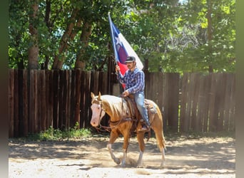 American Paint Horse, Caballo castrado, 5 años, Overo-todas las-capas