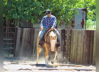 American Paint Horse, Caballo castrado, 5 años, Overo-todas las-capas