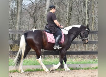 American Paint Horse Mestizo, Caballo castrado, 5 años, Pío