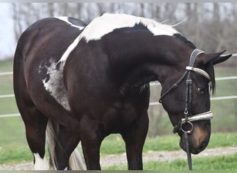 American Paint Horse Mestizo, Caballo castrado, 5 años, Pío