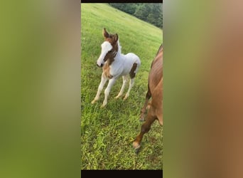 American Paint Horse, Caballo castrado, 5 años, Pío