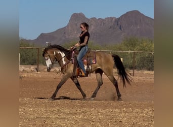 American Paint Horse, Caballo castrado, 6 años, 142 cm, Overo-todas las-capas