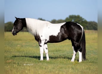 American Paint Horse, Caballo castrado, 6 años, 147 cm, Pío