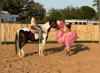 American Paint Horse, Caballo castrado, 6 años, 147 cm, Pío