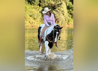 American Paint Horse, Caballo castrado, 6 años, 147 cm, Pío