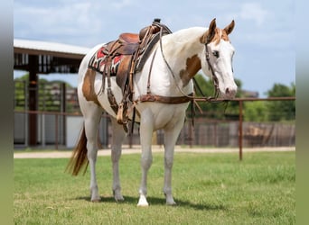 American Paint Horse, Caballo castrado, 6 años, 152 cm, Bayo