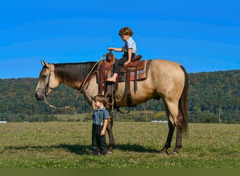 American Paint Horse, Caballo castrado, 6 años, 152 cm, Buckskin/Bayo