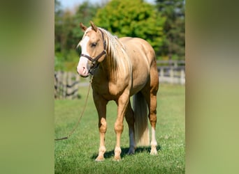 American Paint Horse, Caballo castrado, 6 años, 152 cm, Palomino