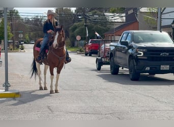 American Paint Horse, Caballo castrado, 6 años, 152 cm, Pío