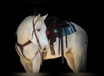 American Paint Horse, Caballo castrado, 6 años, 152 cm