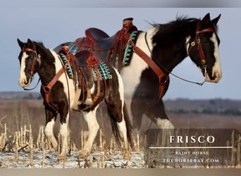 American Paint Horse, Caballo castrado, 6 años, 152 cm, Tobiano-todas las-capas