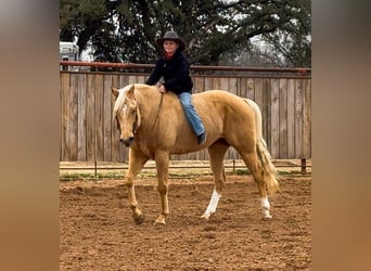American Paint Horse, Caballo castrado, 6 años, 155 cm, Palomino