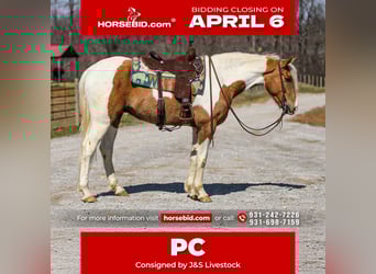 American Paint Horse, Caballo castrado, 6 años, 155 cm, Pío